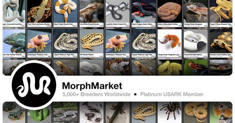 morph market